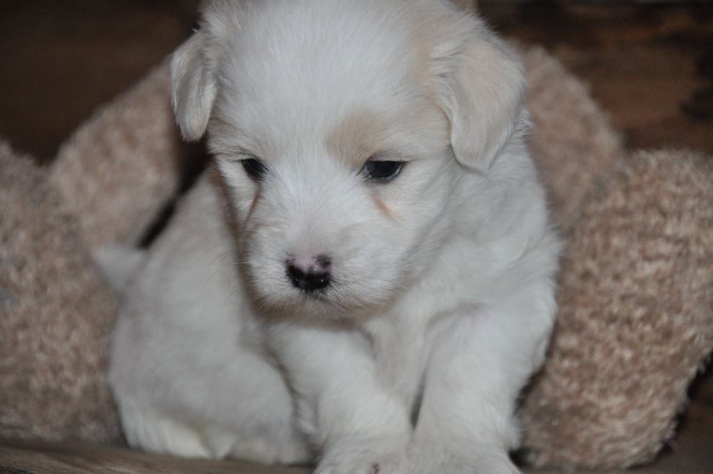 de la Forêt du Kranou - Chiot disponible  - Coton de Tulear