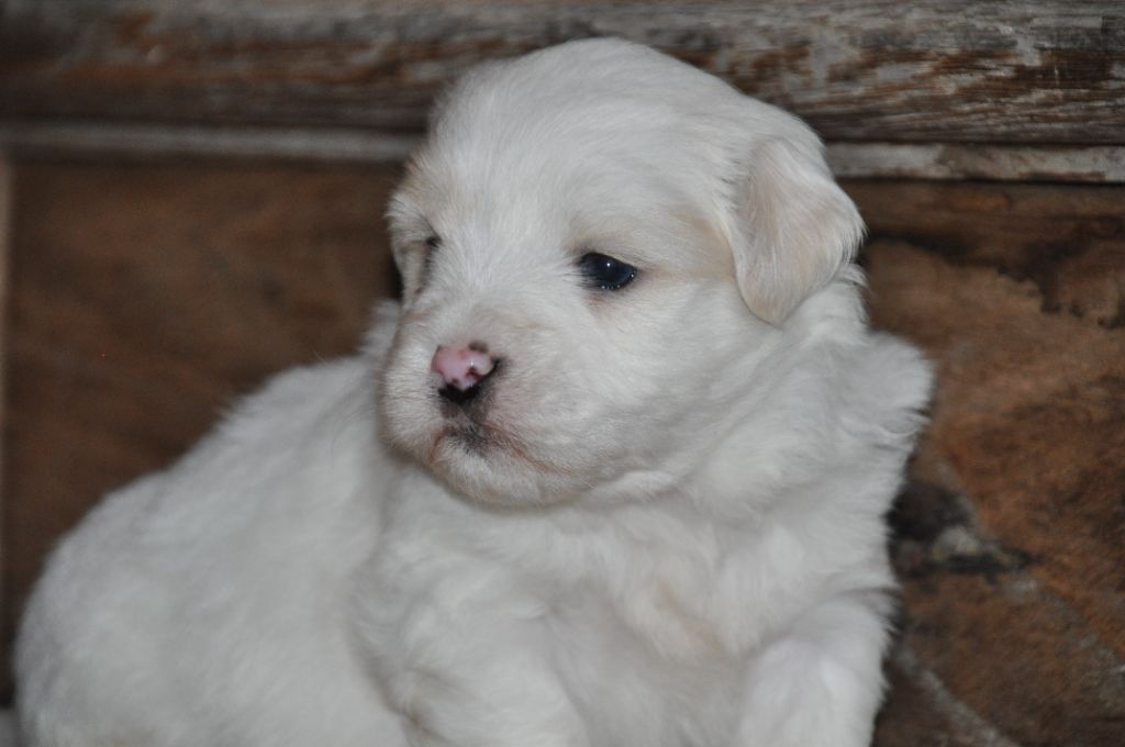 de la Forêt du Kranou - Chiot disponible  - Coton de Tulear