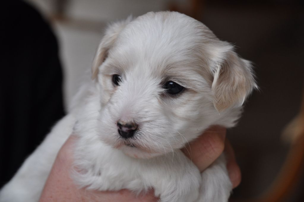 de la Forêt du Kranou - Chiot disponible  - Coton de Tulear