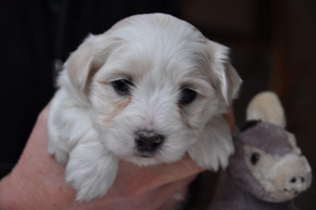 de la Forêt du Kranou - Chiot disponible  - Coton de Tulear