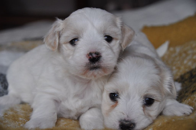 de la Forêt du Kranou - Coton de Tulear - Portée née le 29/12/2024