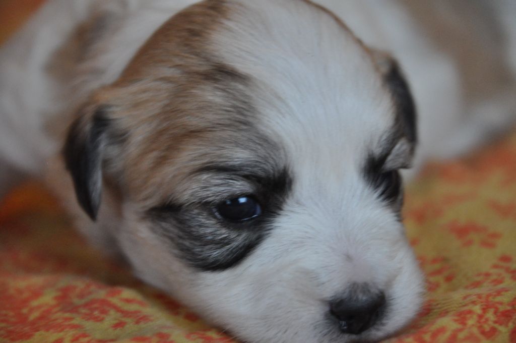 de la Forêt du Kranou - Chiot disponible  - Coton de Tulear