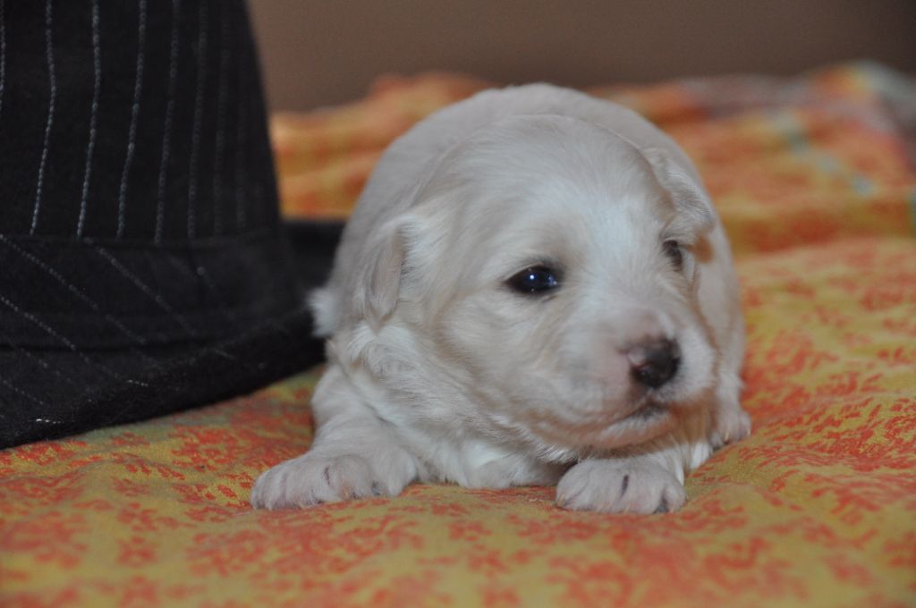 de la Forêt du Kranou - Chiot disponible  - Coton de Tulear