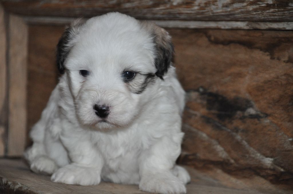 de la Forêt du Kranou - Chiot disponible  - Coton de Tulear