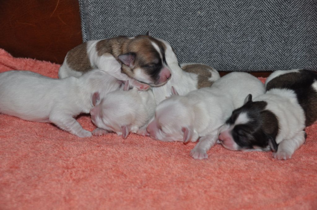 chiot Coton de Tulear de la Forêt du Kranou