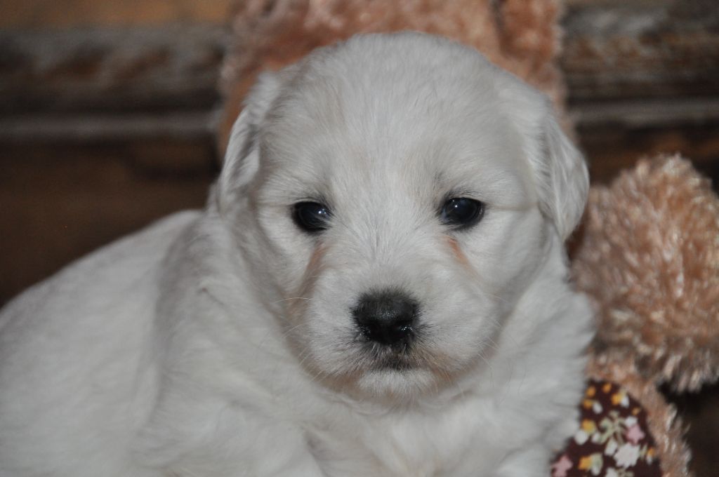 de la Forêt du Kranou - Chiot disponible  - Coton de Tulear