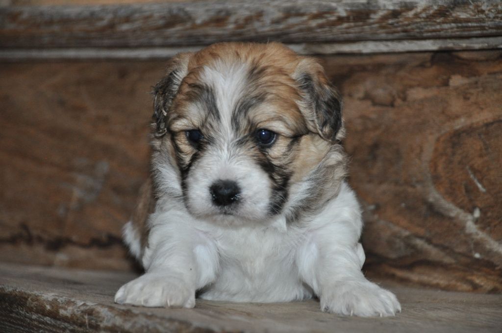 de la Forêt du Kranou - Chiot disponible  - Coton de Tulear