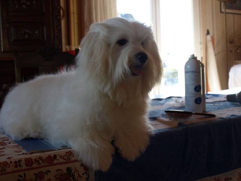Dolly de la Forêt du Kranou