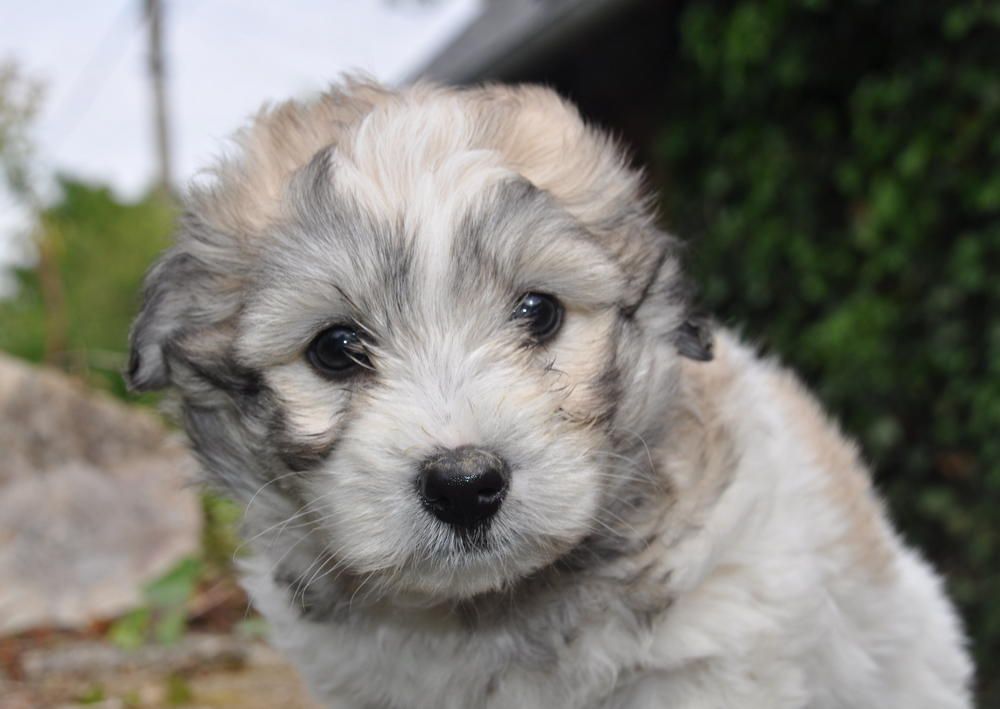 de la Forêt du Kranou - Chiots disponibles - Coton de Tulear