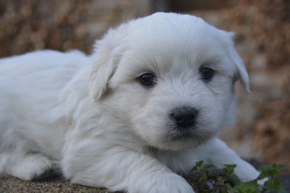 de la Forêt du Kranou - Chiots disponibles - Coton de Tulear
