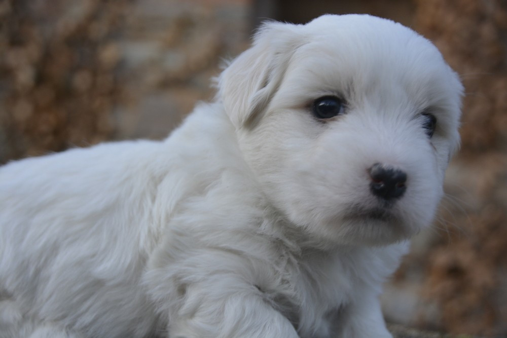 de la Forêt du Kranou - Chiots disponibles - Coton de Tulear