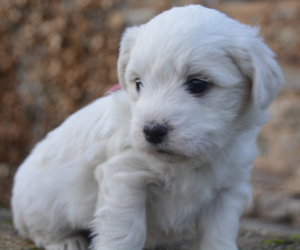 de la Forêt du Kranou - Chiots disponibles - Coton de Tulear