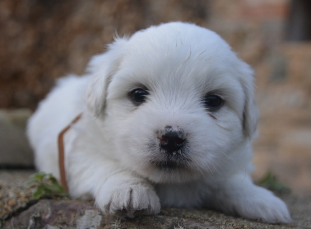 de la Forêt du Kranou - Chiots disponibles - Coton de Tulear
