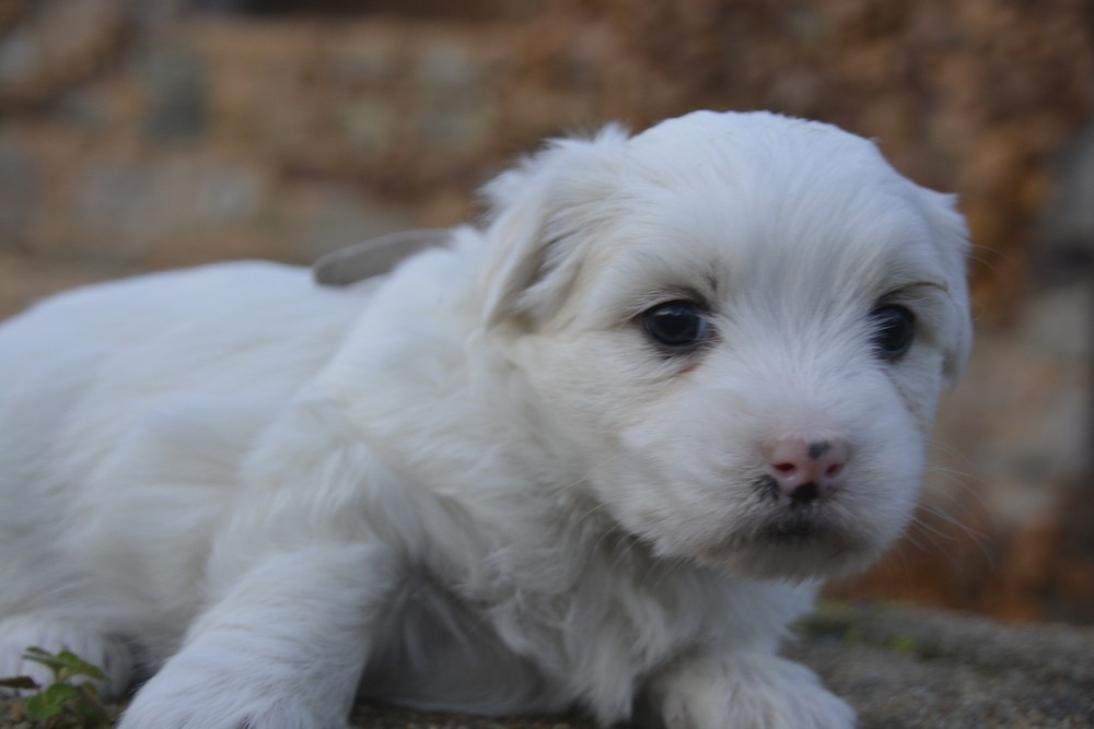 de la Forêt du Kranou - Chiots disponibles - Coton de Tulear