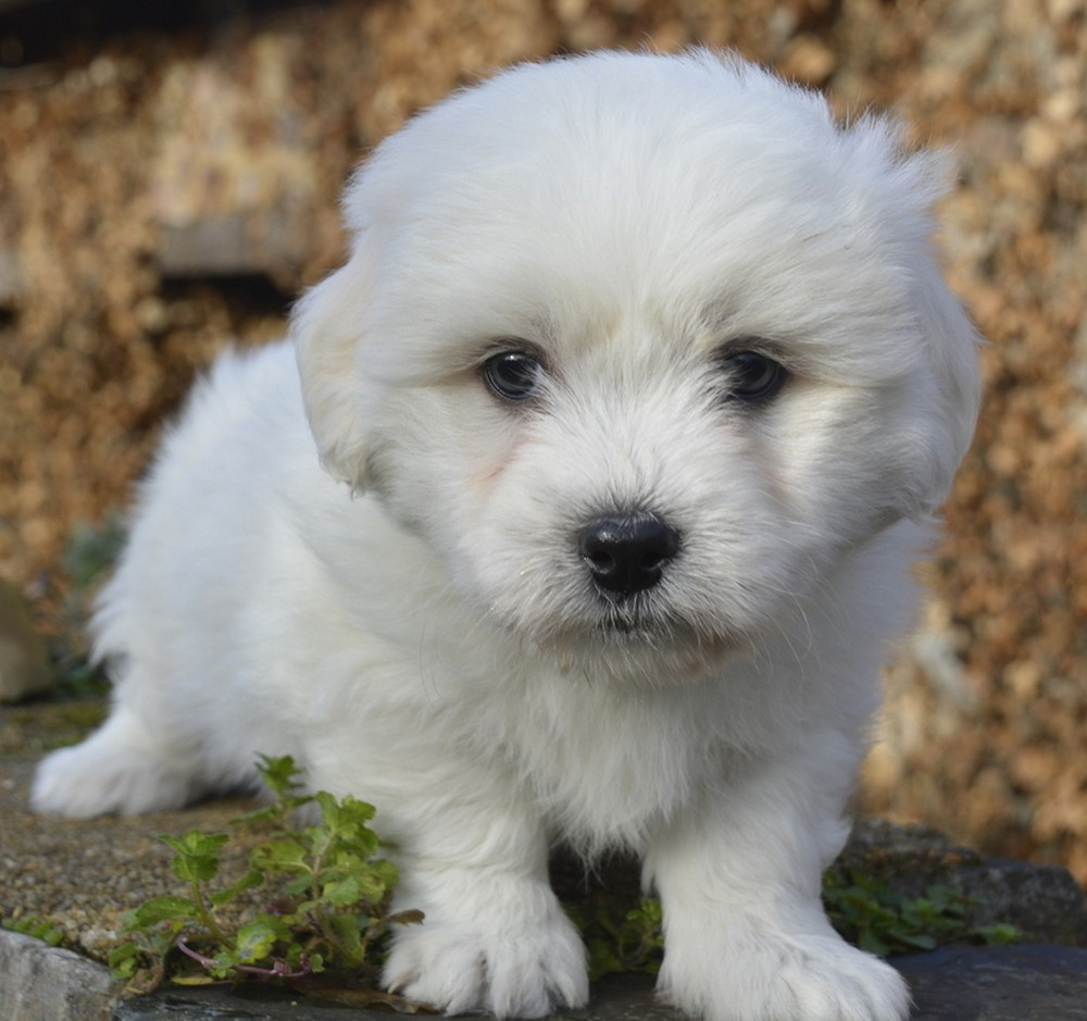 de la Forêt du Kranou - Chiots disponibles - Coton de Tulear