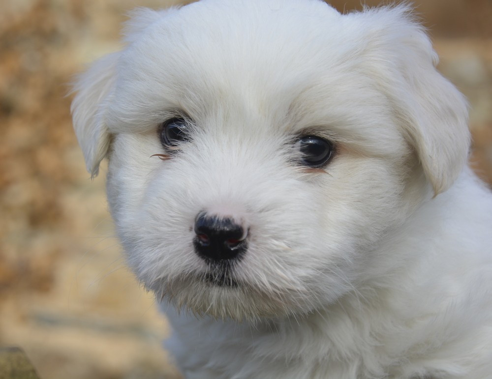 de la Forêt du Kranou - Chiots disponibles - Coton de Tulear
