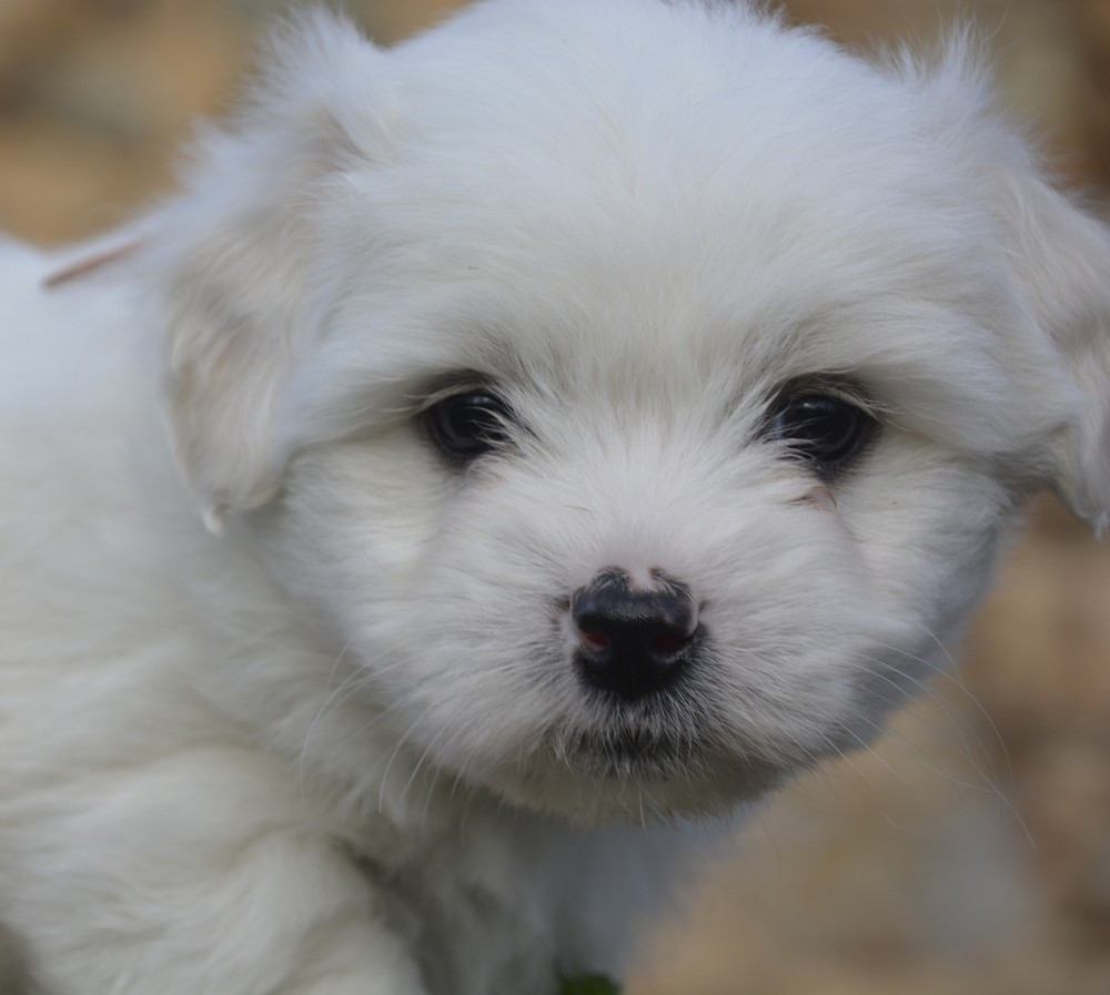 de la Forêt du Kranou - Chiots disponibles - Coton de Tulear