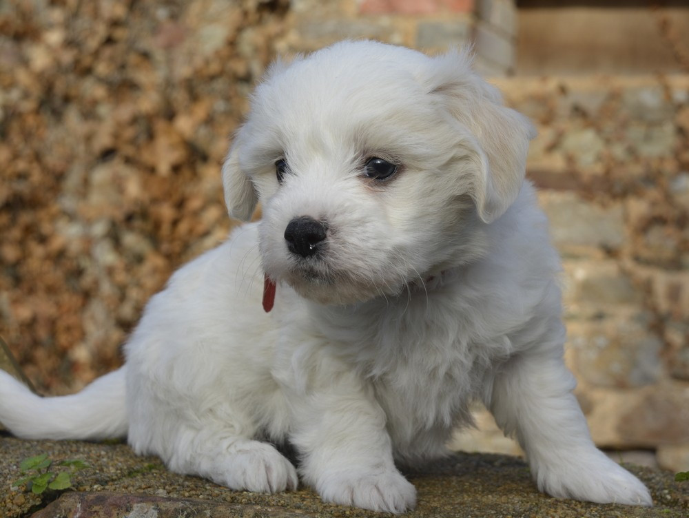 de la Forêt du Kranou - Chiots disponibles - Coton de Tulear