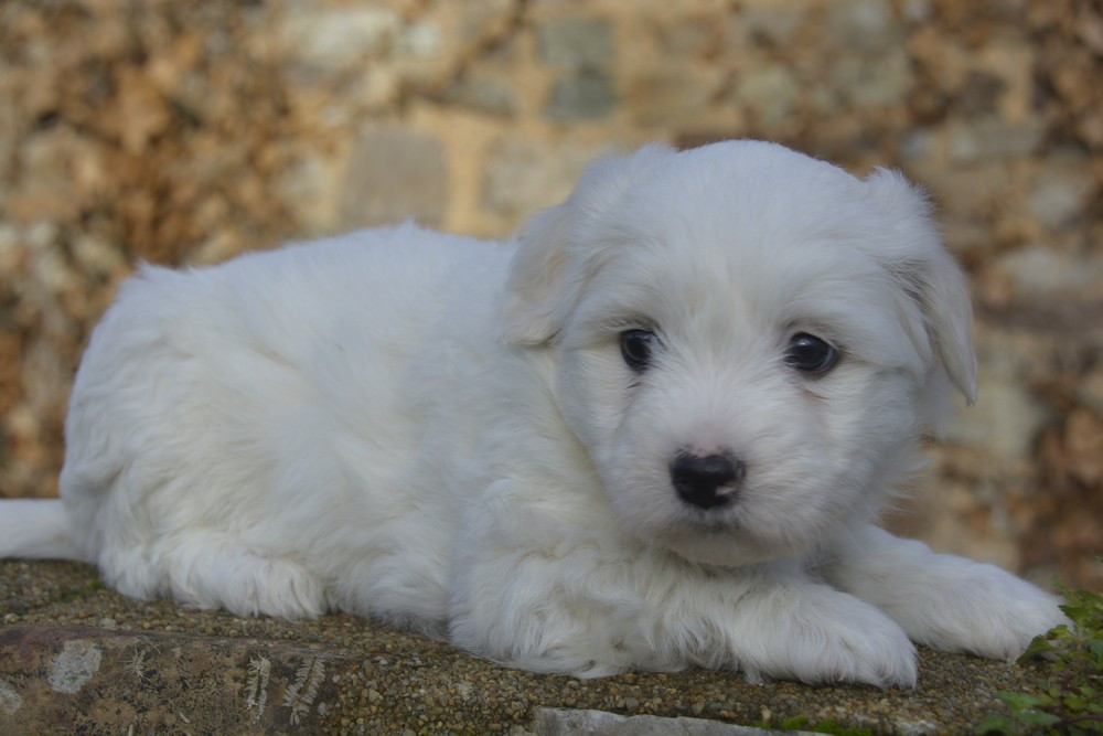 de la Forêt du Kranou - Chiots disponibles - Coton de Tulear