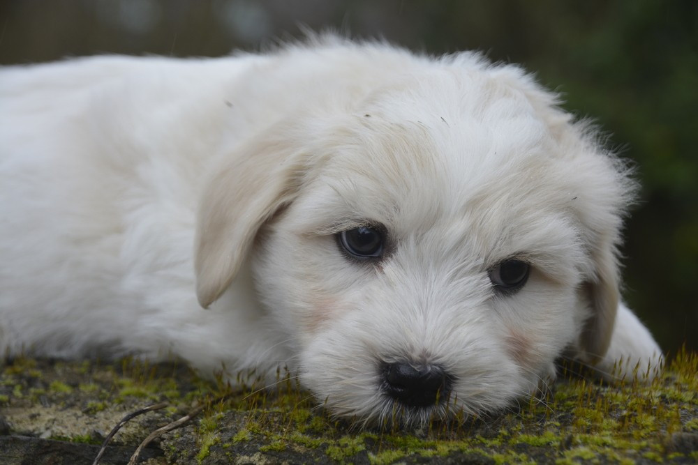 de la Forêt du Kranou - Chiots disponibles - Coton de Tulear