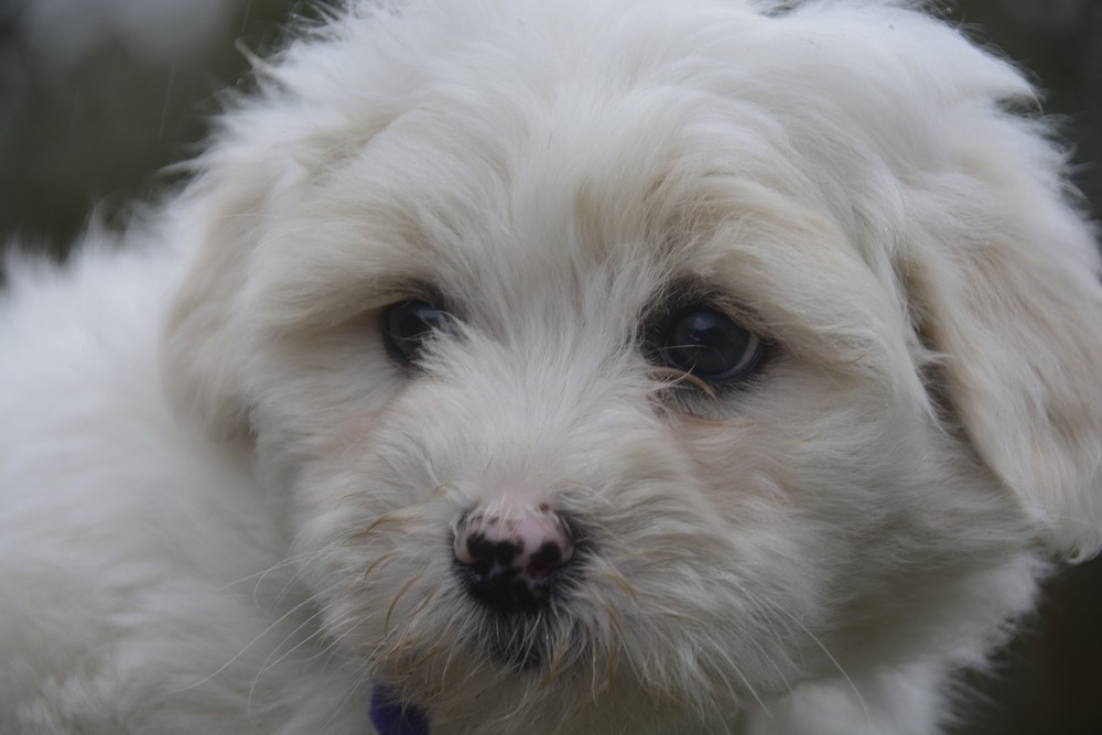 de la Forêt du Kranou - Chiots disponibles - Coton de Tulear