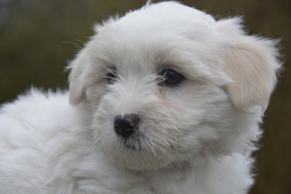 de la Forêt du Kranou - Chiots disponibles - Coton de Tulear