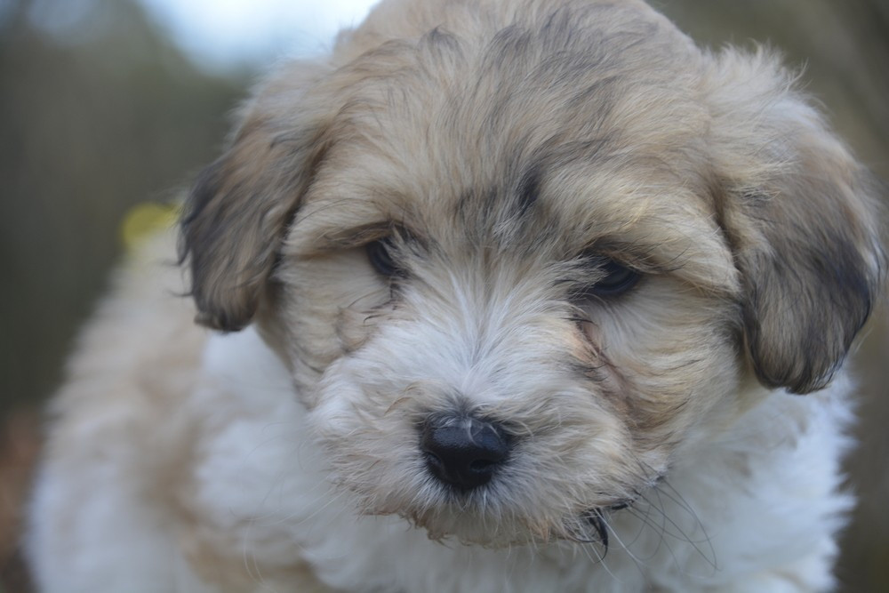 de la Forêt du Kranou - Chiots disponibles - Coton de Tulear