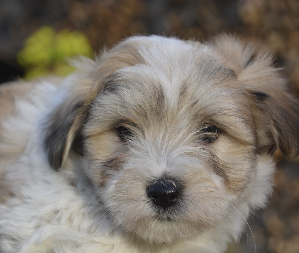 de la Forêt du Kranou - Chiots disponibles - Coton de Tulear