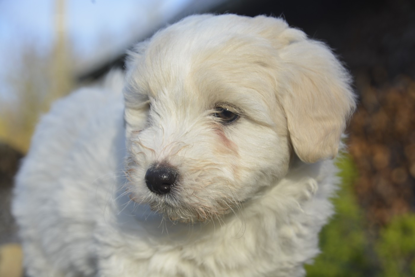 de la Forêt du Kranou - Chiots disponibles - Coton de Tulear