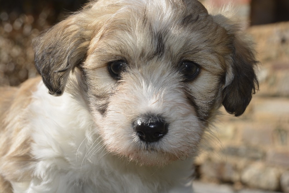 de la Forêt du Kranou - Chiots disponibles - Coton de Tulear