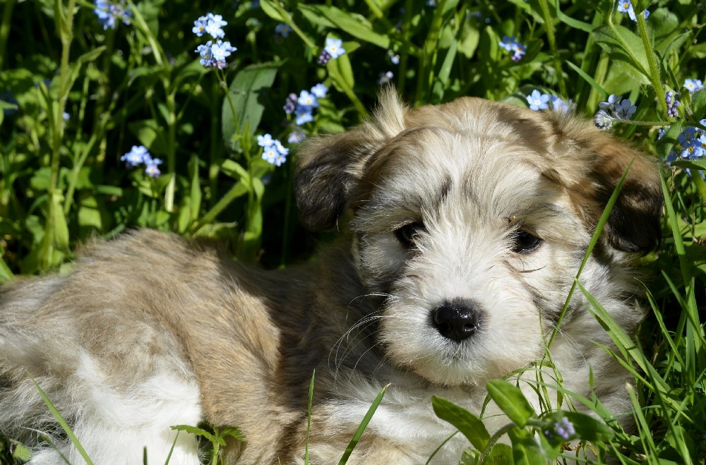 de la Forêt du Kranou - Chiots disponibles - Coton de Tulear