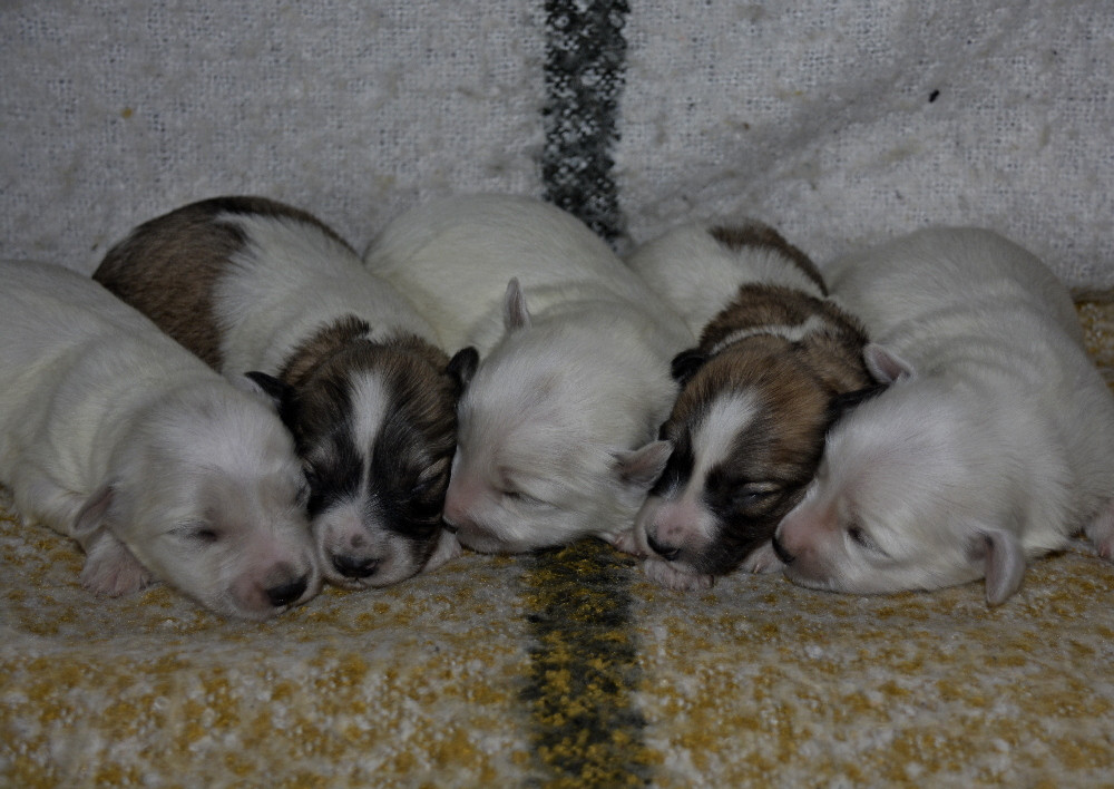 Chiot Coton de Tulear de la Forêt du Kranou