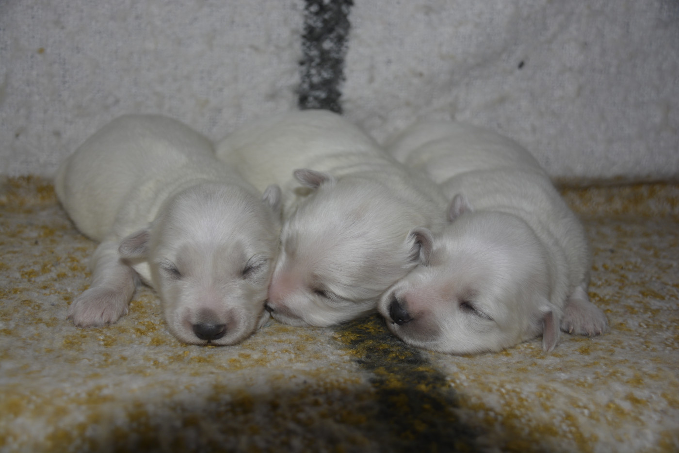 de la Forêt du Kranou - Chiots disponibles - Coton de Tulear