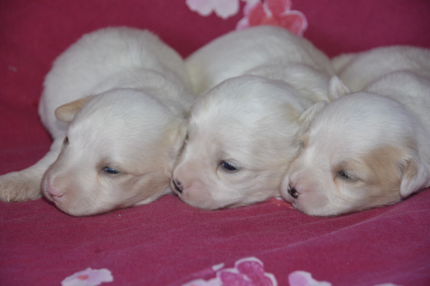 de la Forêt du Kranou - Chiots disponibles - Coton de Tulear