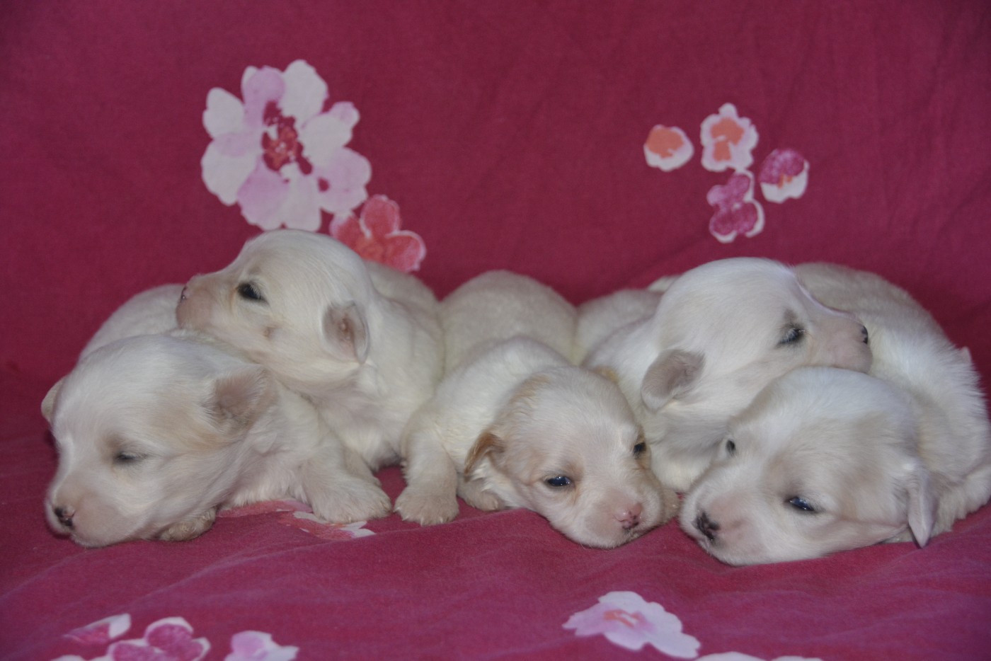 de la Forêt du Kranou - Chiots disponibles - Coton de Tulear