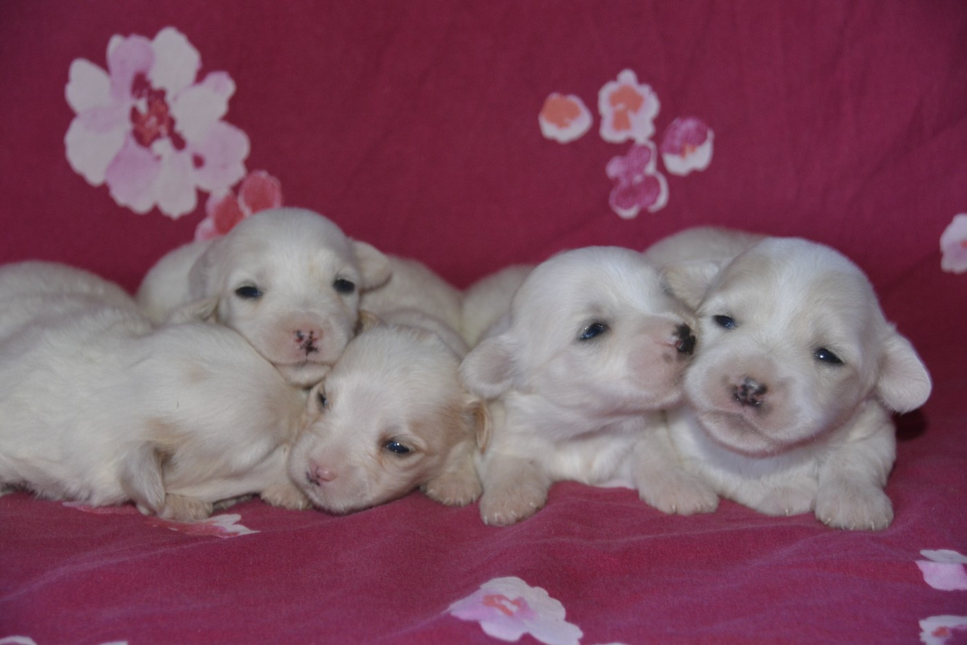 de la Forêt du Kranou - Chiots disponibles - Coton de Tulear