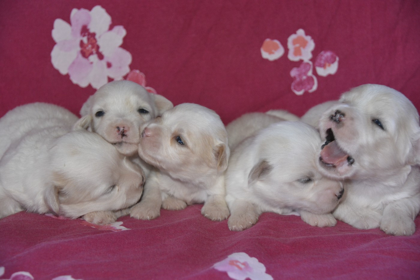 de la Forêt du Kranou - Chiots disponibles - Coton de Tulear