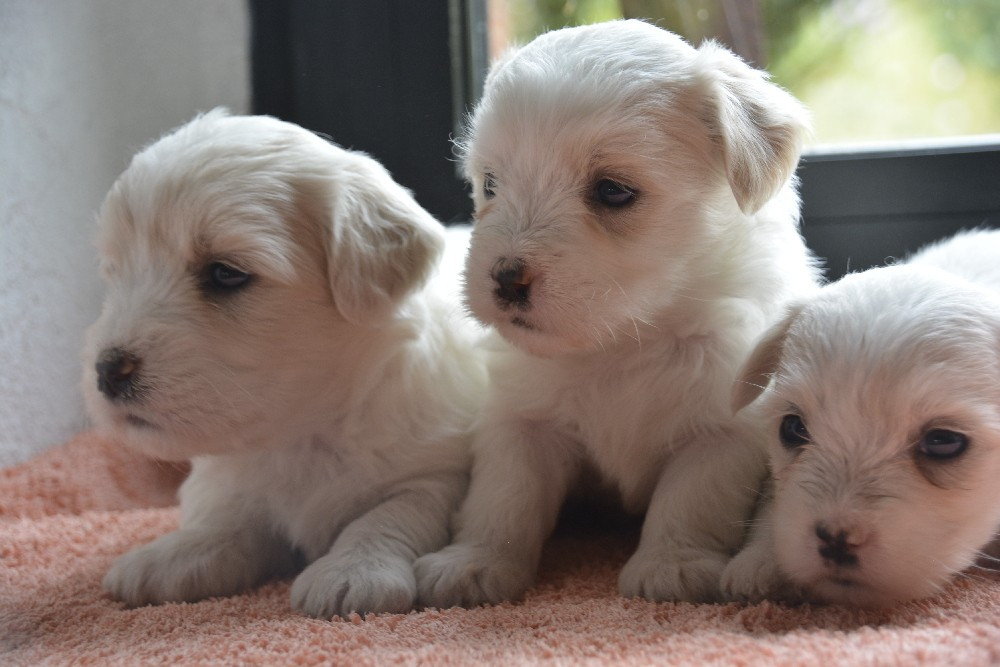de la Forêt du Kranou - Coton de Tulear - Portée née le 15/06/2026