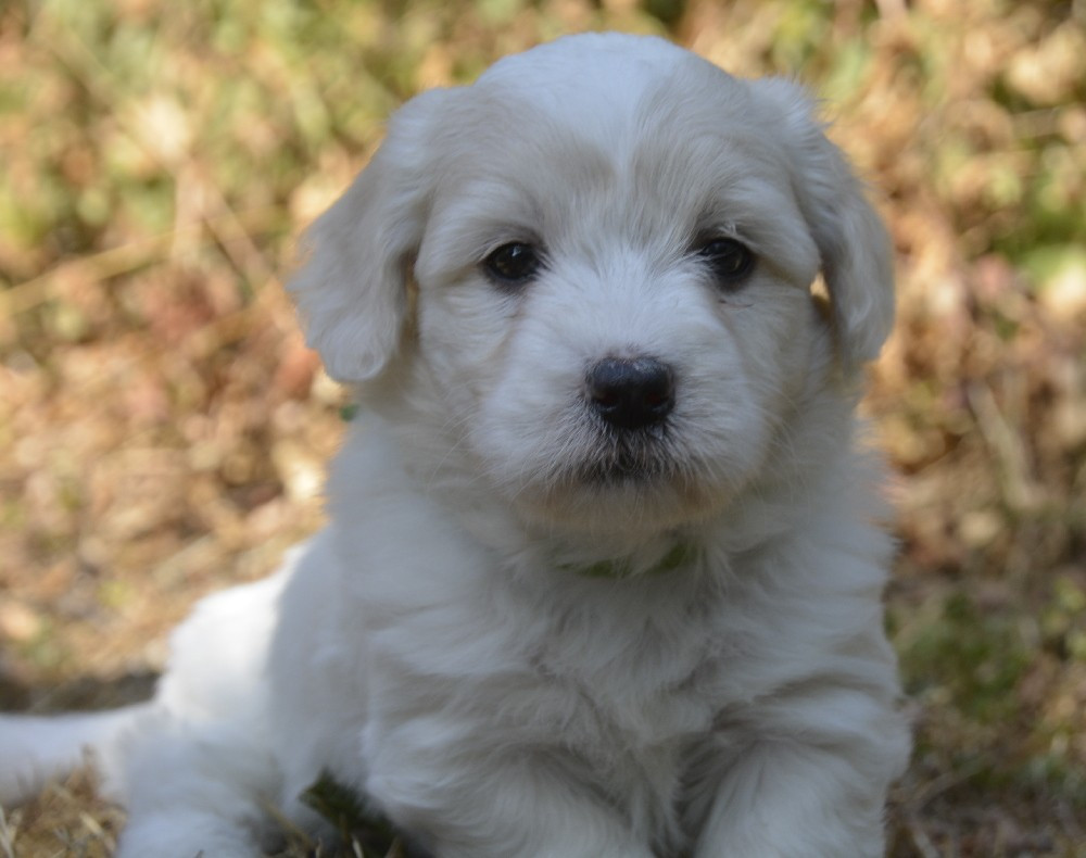 de la Forêt du Kranou - Chiots disponibles - Coton de Tulear