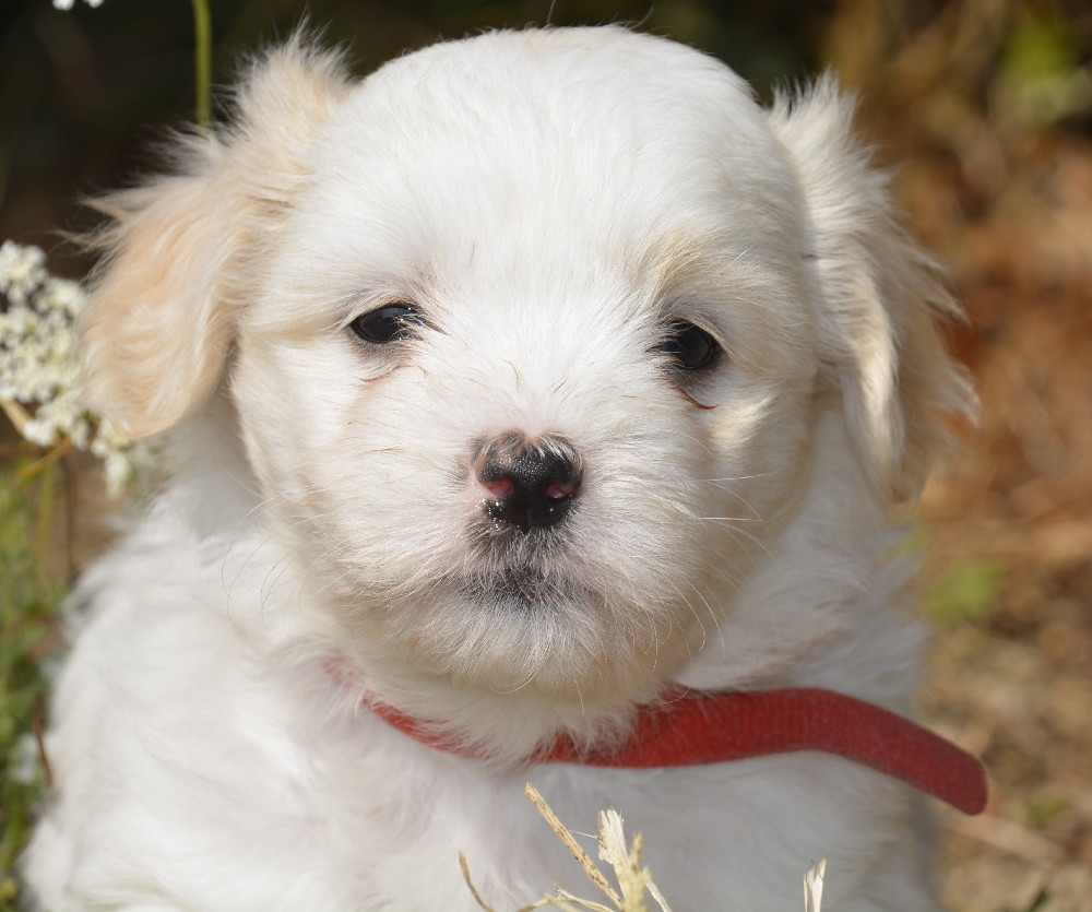 de la Forêt du Kranou - Chiots disponibles - Coton de Tulear