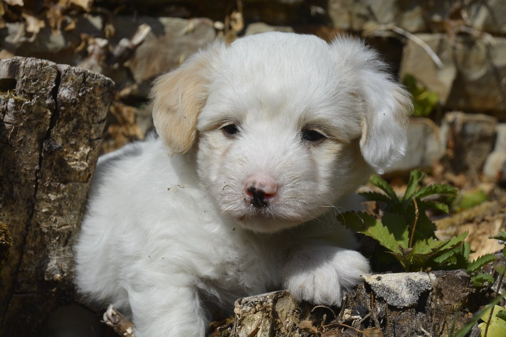 de la Forêt du Kranou - Chiots disponibles - Coton de Tulear