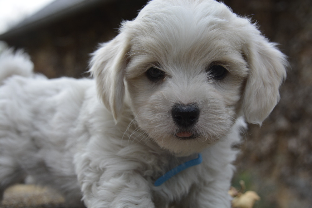 de la Forêt du Kranou - Chiots disponibles - Coton de Tulear