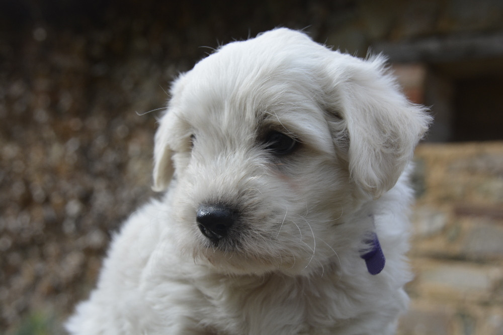de la Forêt du Kranou - Chiots disponibles - Coton de Tulear