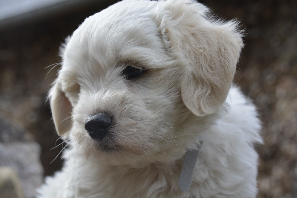 de la Forêt du Kranou - Chiots disponibles - Coton de Tulear