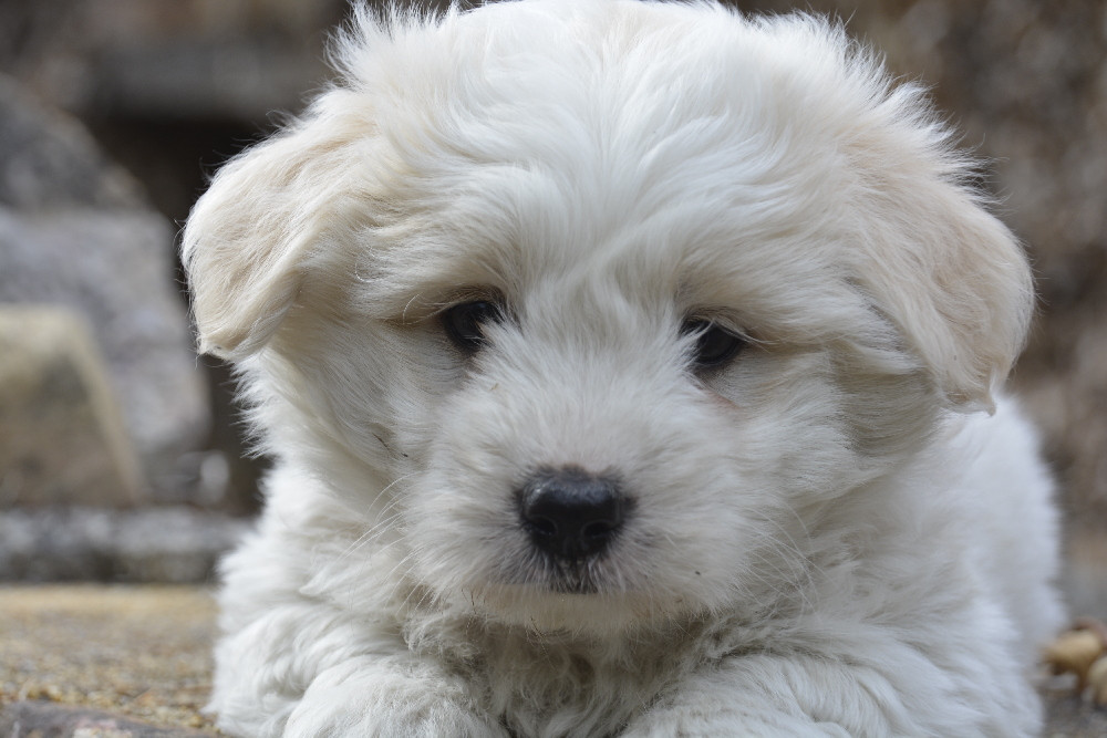de la Forêt du Kranou - Chiots disponibles - Coton de Tulear