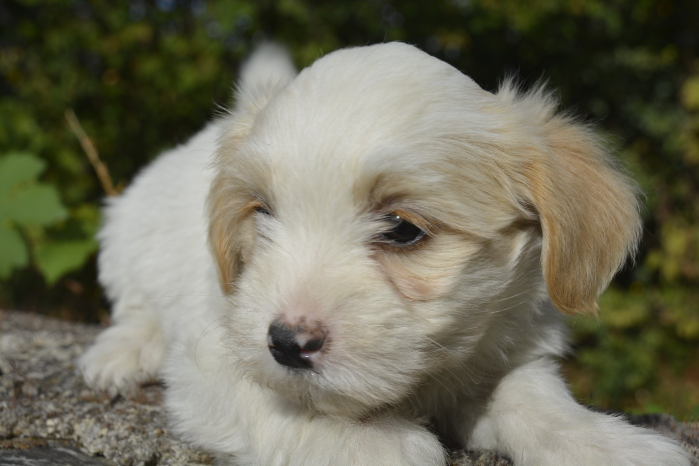 de la Forêt du Kranou - Chiots disponibles - Coton de Tulear