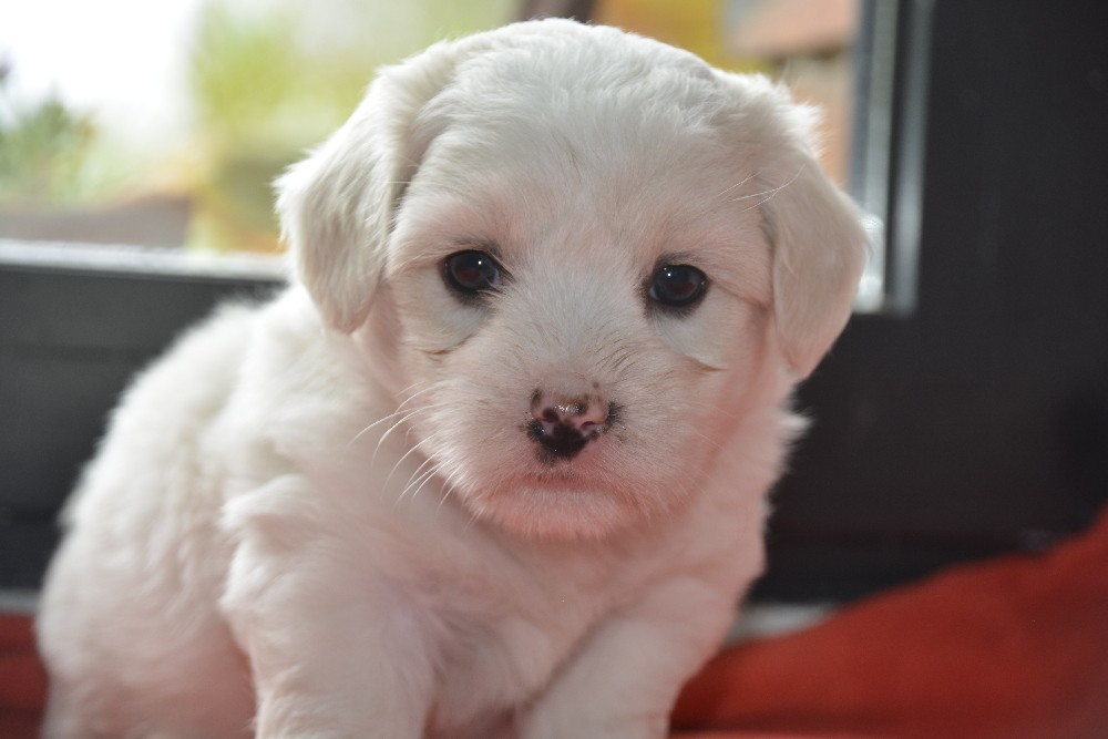de la Forêt du Kranou - Chiots disponibles - Coton de Tulear