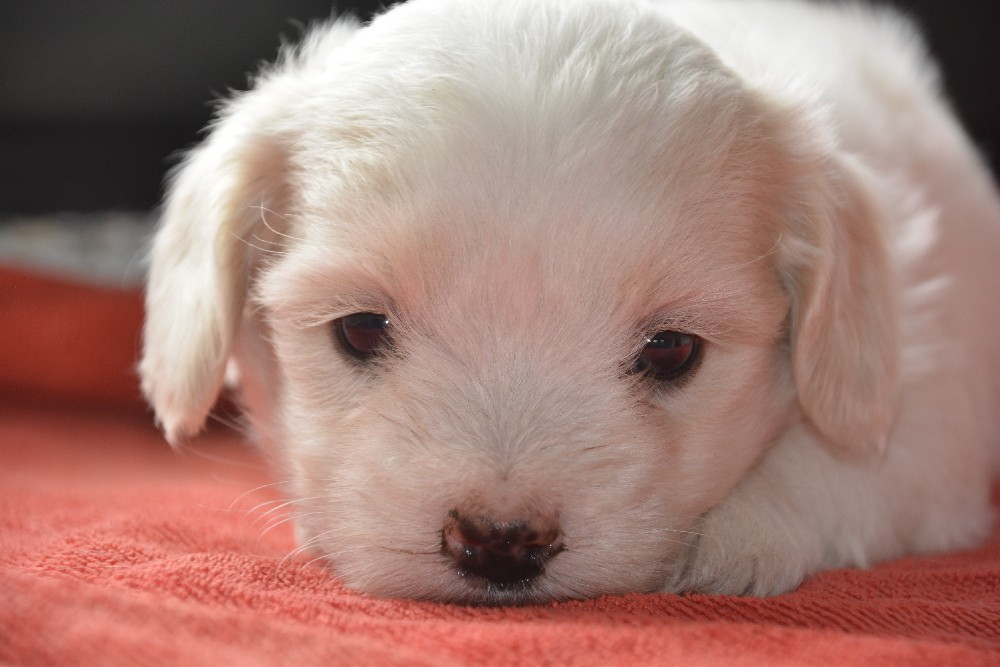 de la Forêt du Kranou - Chiots disponibles - Coton de Tulear