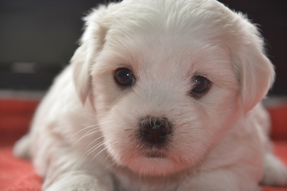 de la Forêt du Kranou - Chiots disponibles - Coton de Tulear
