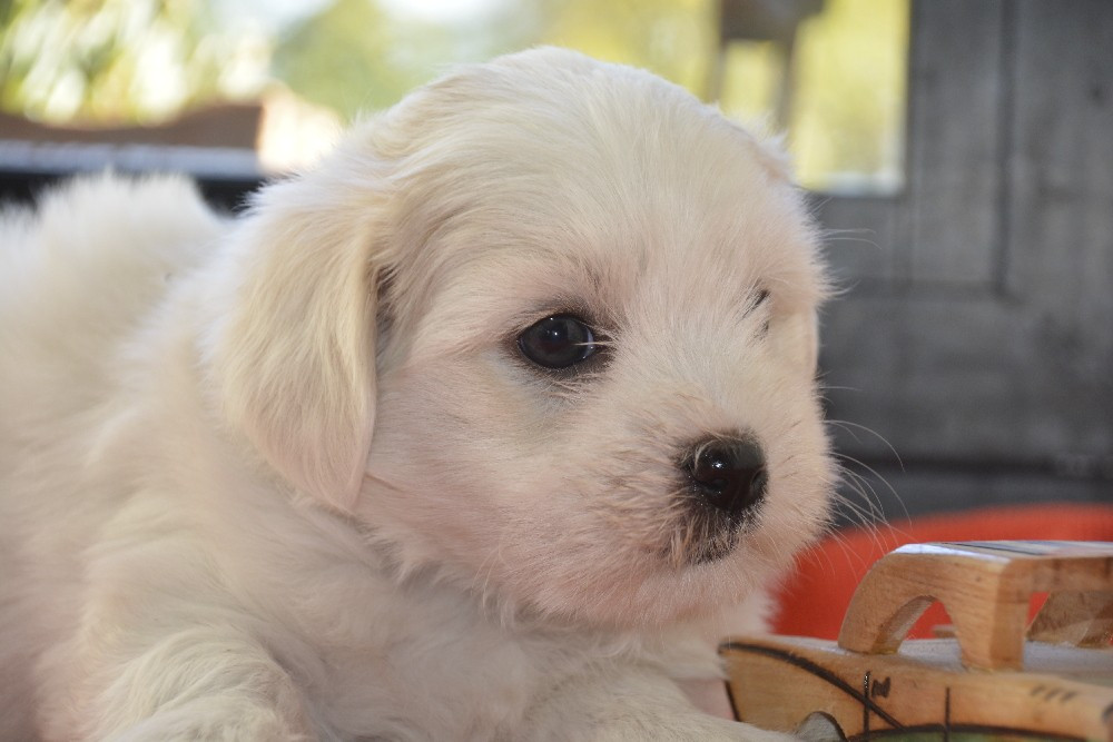 de la Forêt du Kranou - Chiots disponibles - Coton de Tulear